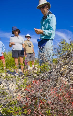 Owner Terry Prichard describing native plants. Spectacular flowering mistletoe Toji in foreground.