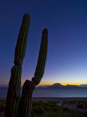 Jupiter and Venus, Cardon Cactus and a Baja sunset