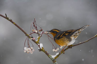 Varied Thrush and Mountain Ash Canon 40D, 500mm f/4, 1.4x, ISO400, f/5.6, 1/500 sec.