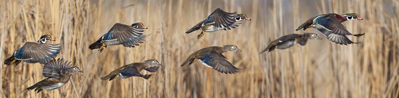 Three pair of Wood Ducks. The number three is a stronger bet. Go with it when you have the choice.