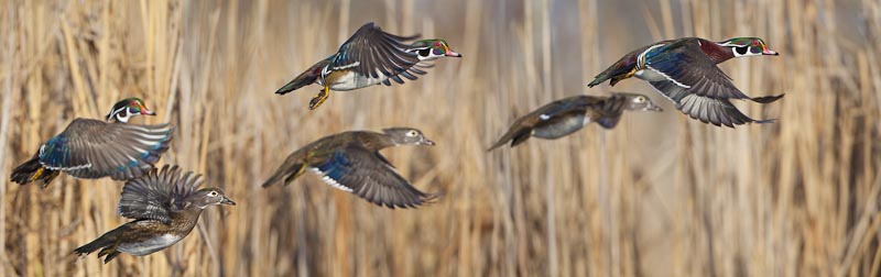 Four pair of Wood Ducks, assembled in Photoshop from a single pair liftoff. Generally, four is not a strong number.