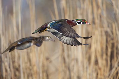 Male and female Wood Ducks. The compositional number two works best in a relationship of male-female, big-small, parent-child. Canon 5D II, 500mm f/4, 1.4x, ISO 500, f/6.3, 1/2500sec.