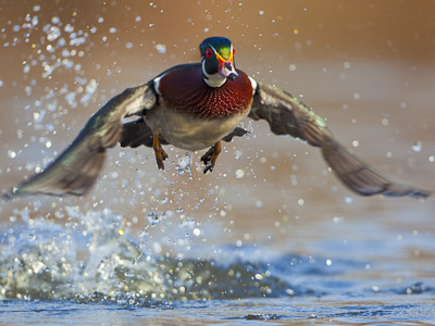 Wood Duck takes flight off a pond in Seattle, WA.