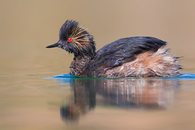 Telephoto lens captures an Eared Grebe, breeding plumage, Isla Carmen Canon 5D II, 300mm f/4L, 1.4x, f/5.6, 1/2000sec, iso500.