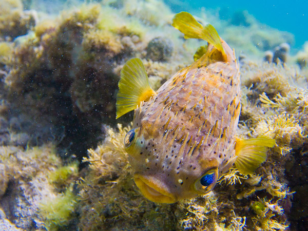 Ewa-Marine housing was used to capture this Balloon Fish, Puerto Balandra, Isla Carmen Canon 5D II, 17-40mm f/4L @20mm, f/6.3, 1/1000sec, iso500.