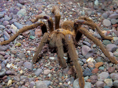 Shot with flash. Tarantulas forage in late evening and at night. Canon 5D II, 17-40mm f/4L @40mm, f/16, .25sec, iso1600.