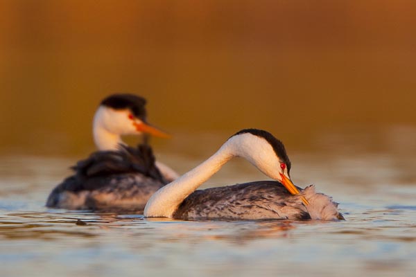  Clark's Grebes preening. Canon 5D II, 500mm f/4, 1.4x, f/5.6, 1/400sec, ISO400. Potholes Reservior, WA. 