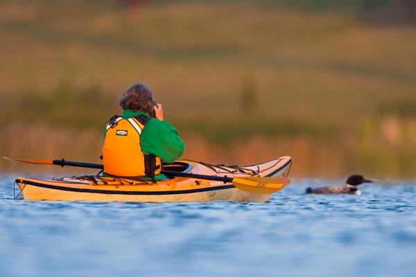 Bird photography close approach in a Necky Manitou 14 kayak