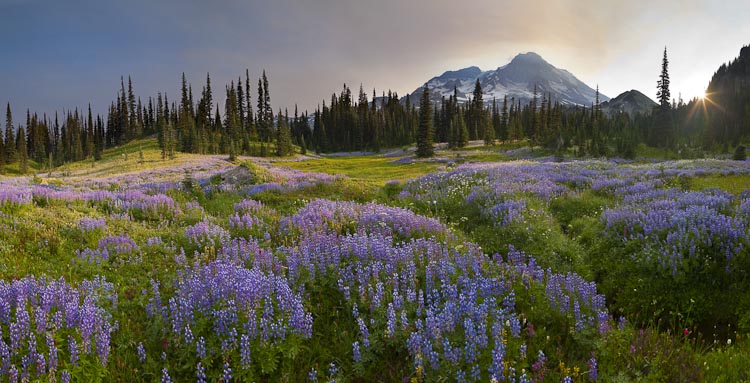 Indian Henry's at Mt. Rainier, Canon 5D II, 24mm T/S, f/10, ISO50