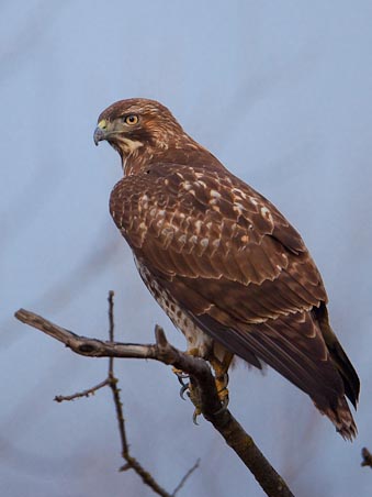 Red-tailed Hawk with extra branches that clutter the image.