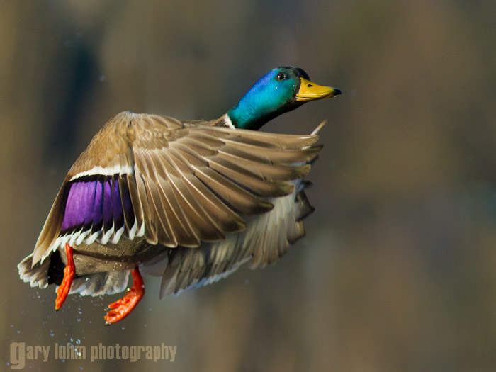 Mallard duck at lift off Canon 7D, 300mm f/4L, f/5.0, 1/2500sec, iso320.