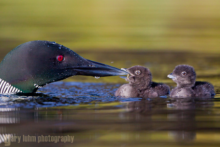 A Common Loon feeds a day old chick, Lac Le Jeune, BC, Canada Canon 5D II, 500mm f/4L @f/6.3, 1/2000sec, iso400.