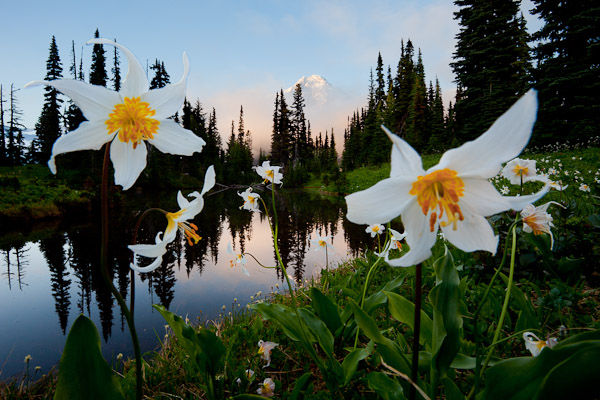 Canon 17-40mm f/4L @17mm, f22, 1/4sec, iso100. Indian Henry's Hunting Ground, Mt. Rainier