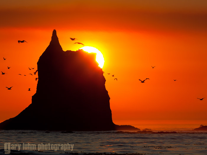 Toleak Point Gulls at Sunset Canon 5D II, 500mm f/4L @f/14, 1/200sec, iso100.