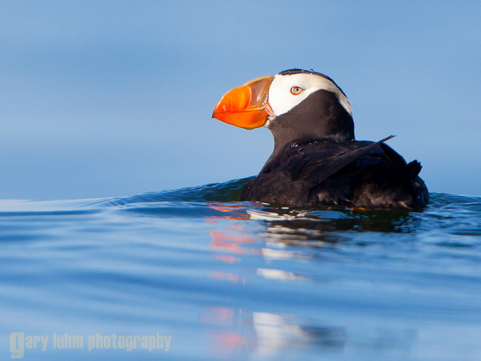 Tufted Puffin in Ocean Swell Canon 5D II, 500mm f/4L @f/5.6, 1/2500sec, iso400.