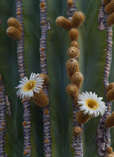 Cardon Cactus flowers. A shot list photo much improved over previous attempts. Canon 7D, 300mm f/4 plus 1.4x,  1/500sec, f/6.3, ISO400.
