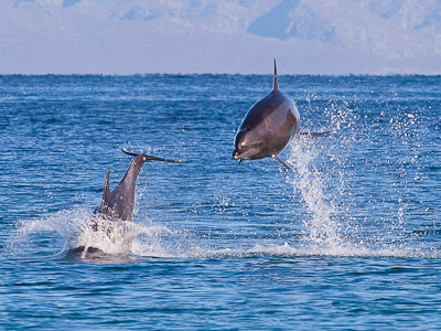 Common Dolphin, Baja, MX. Canon 5D II, 70-200mm f/4L @200mm, f/5.6, 1/2000sec, ISO400