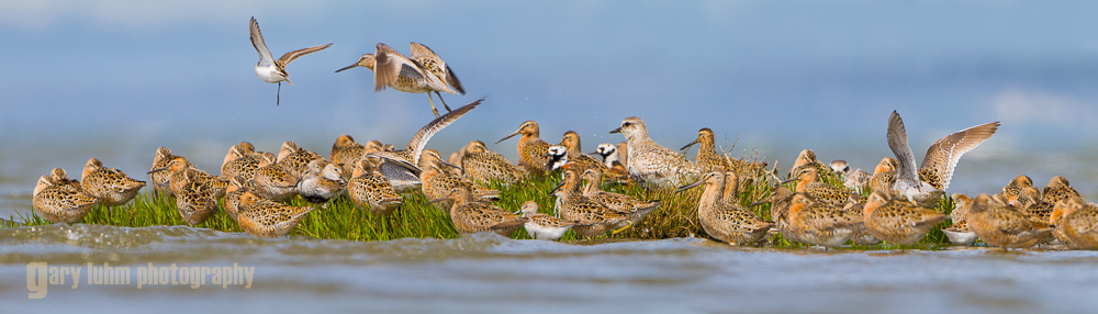 Bottle Beach Shorebird Assemblage, Gray's Harbor, WA Canon 7D, 500mm f/4L, f/7.1, 1/1250sec, iso400.