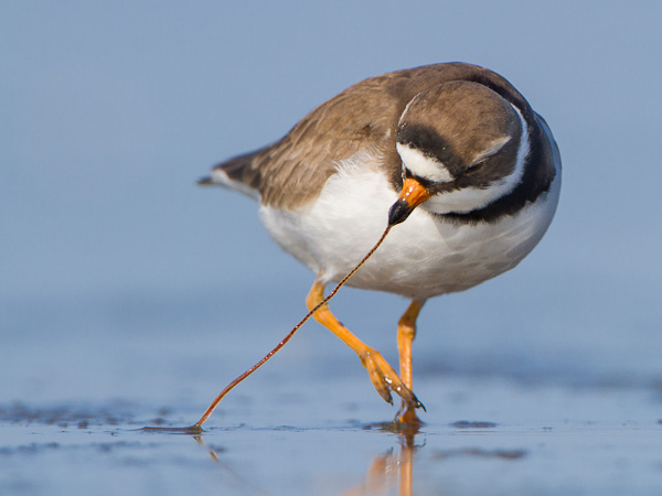 Beach-crawl view of a Semi-palmated Plover snaging a worm at Ocean Shores, WA. Canon 7D, 500mm f/4L @f/5.6, 1/2500sec, iso400, subject distance: 17 ft.