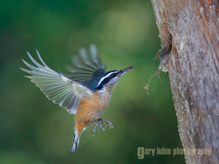 Red-brested Nuthatch at backyard nest Canon 5D II, 300mm f/4L, f/6.3, 1/1600sec, iso2000.