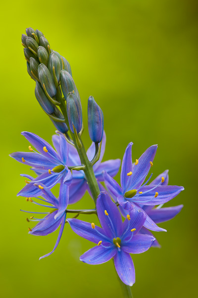 Example 1: (Manual) Focus Stacking, from two images: one focused on