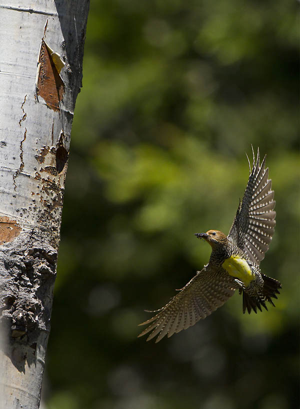 Vertical image created by adding another (upper) background image.The whole image was then flattened, and the trunk was selected with a two pixel feather and copied to a second layer. The layer containing the bird and background were then simply moved  toward the hole.