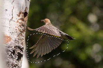 Clone wing source image, female Williamson's Sapsucker