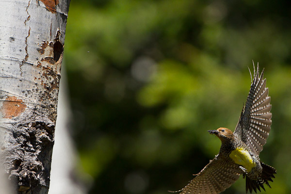 Female Williamson's Sapsucker, eye sharp and with a bill full of ants, has a clipped wing.