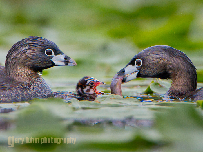 A Pied-billed Grebe pair feeds a two-day old chick, Union Bay, Lake Washington, WA Canon 7D, 500mm f/4L @f/7.1, 1/1000sec, iso640.