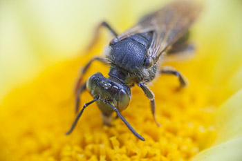 50mm reversed lens on 90mm, 90mm fully extened, 37mm total extension. Canon 5D II, 90mm f/2.8 TS-E @f/10,reversed 50mm f/1.8, 1/160sec, ISO3200. Vignetting has disappeared.