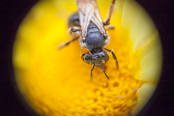 50mm reversed lens on 90mm, 90mm at infinity, no extention tubes. Canon 5D II, 90mm f/2.8 TS-E @f/10,reversed 50mm f/1.8, 1/1000sec, ISO3200. Huge Vignetting.