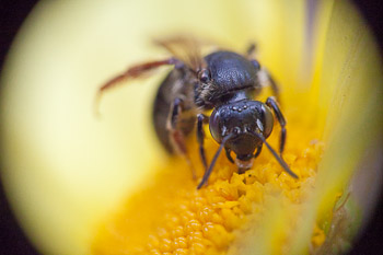 50mm reversed lens on 90mm, 90mm fully extened, no ex- tension tubes. Canon 5D II, 90mm f/2.8 TS-E @f/10, reversed 50mm f/1.8, 1/640sec, ISO3200. Heavy vignetting on corners.