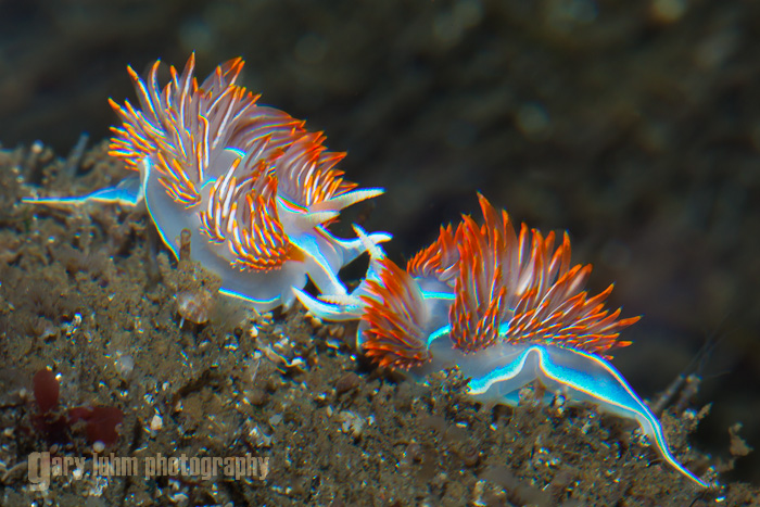 Opalescence: Nudibranch Hermissenda Crassicornis Canon 5D II, 90mm f/2.8 TS-E, 25mm extension tube, 1.4x tele-extender, @f/16, 1/200sec, iso400, flash.