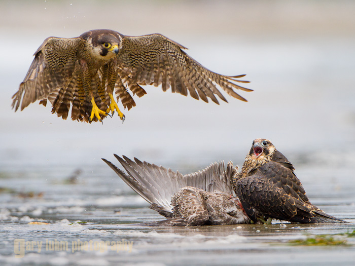 Peregrine Falcon Feed, Adult and Juvenile, Shi-Shi Beach, Olympic National Park Canon 5D II, 500mm f/4, @f/5.6, 1/2500sec, iso400.