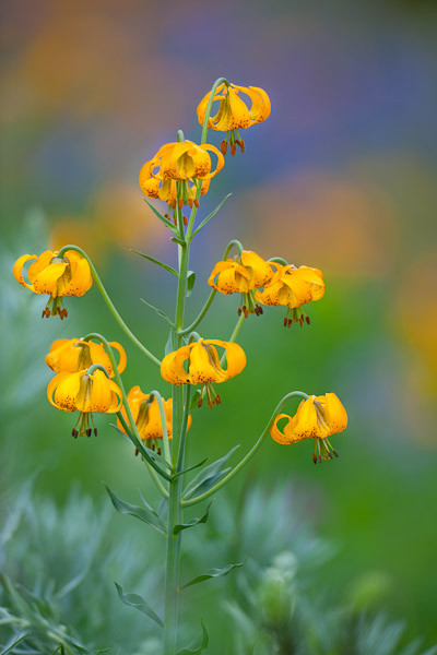 Example 1. Roadside Columbia Lily, Portrait with bokeh. Olympic NP, WA Canon 5D II, 500mm f/4L, f/4, 1/250sec, iso100.