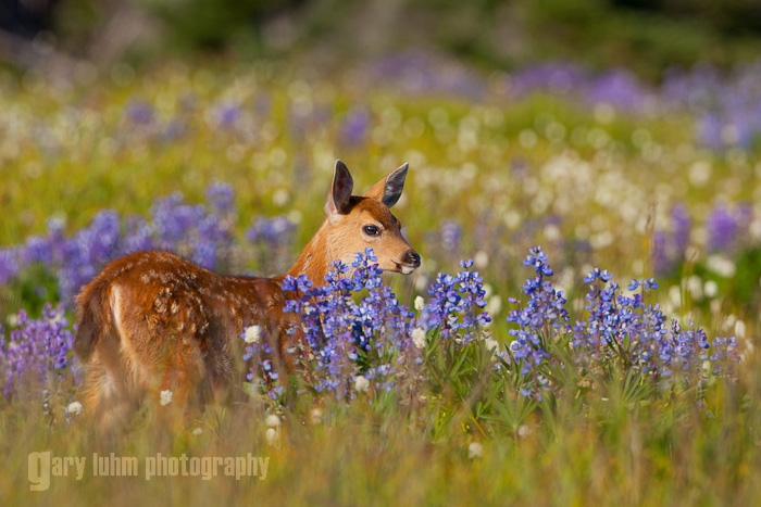 Fawn and Flowers, Hurricane Ridge, Olympic National Park Canon 5D II, 500mm f/4, @f/8, 1/1000sec, iso400.