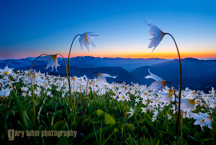 Avalanche Lily Sunset, Obstruction Point Road, Olympic National Park Canon 5D II, 17-40mm f/4L @ 17mm, @f/16, 2sec and .5sec, iso400.