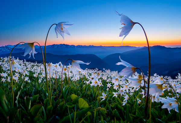 Example 2. Avalanche Lily, Manual focus stack of two images. Olympic NP, WA Canon 5D II, 17-40mm f/4L, f/16, 2 sec, iso100.