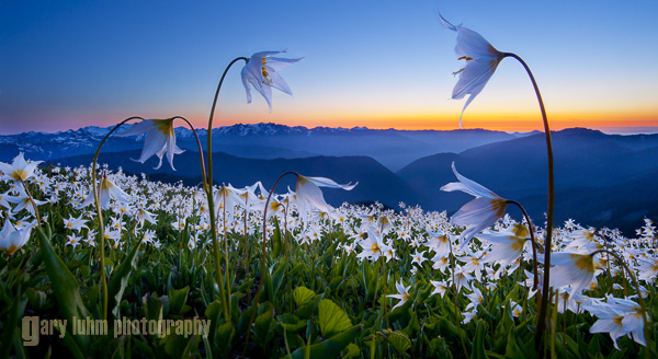 Avalanche Lilies, Olympic National Park 