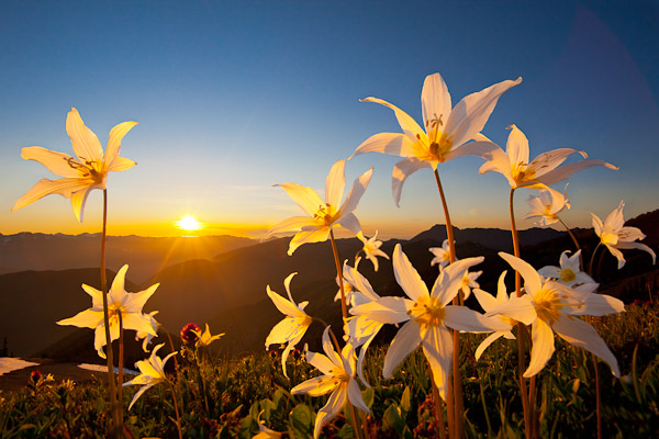 Example 3. Avalanche Lily, Manual focus stack of two images. Olympic NP, WA Canon 5D II, 17-40mm f/4L, f/11, 1/125sec, iso400.
