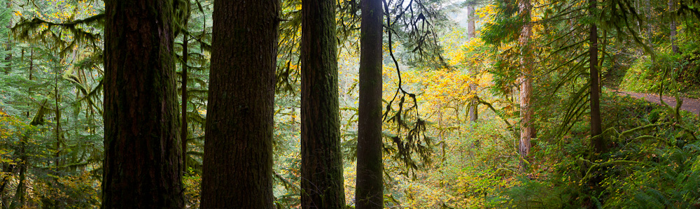 Along the Eagle Creek trail on a backpack. Columbia Gorge, Oregon. A panorama assembled from nine vertical images. Canon 5D II, 50mm f/1.8 @f/16, 3.2sec, iso100.