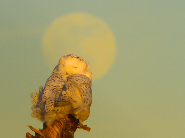 In-camera shot of snoozing Snowy Owl with faint moon behind. Canon 7D, 500mm f/4 @f/25, 1.4x,  1/125sec, iso640.