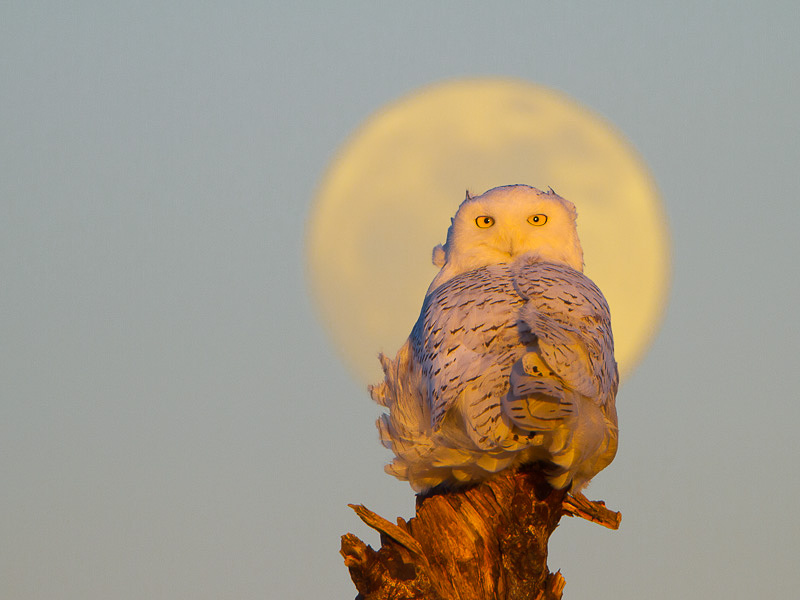 Photoshop version of Snowy Owl with full moon, from two separate images. Magic Wand tool made the selecting the sky and replacing it quick and easy. Both images same exposure: Canon 7D, 500mm f/4L @f/6.3, 1.4x,  1/250sec, iso320.