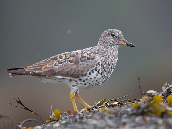 Surfbird in light rain, looks pretty grainless for 1600 iso. Canon 5D III, 500mm f/4L @f/5.6,  1/2000sec, iso1600