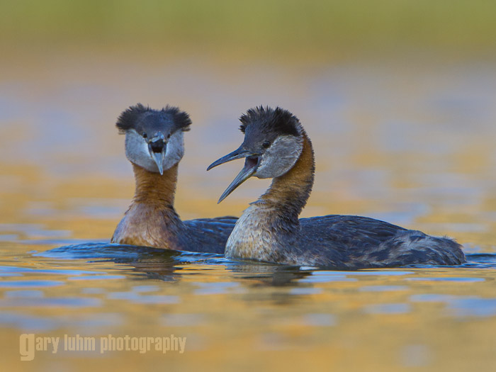 Red-necked Grebes from the kayak. Great bokeh, a lovely wash of out-of-focus color. Canon 5D III, 500mm f/4L @f/8,  1.4x, 1/640sec, iso800, subject distance: 67 ft.