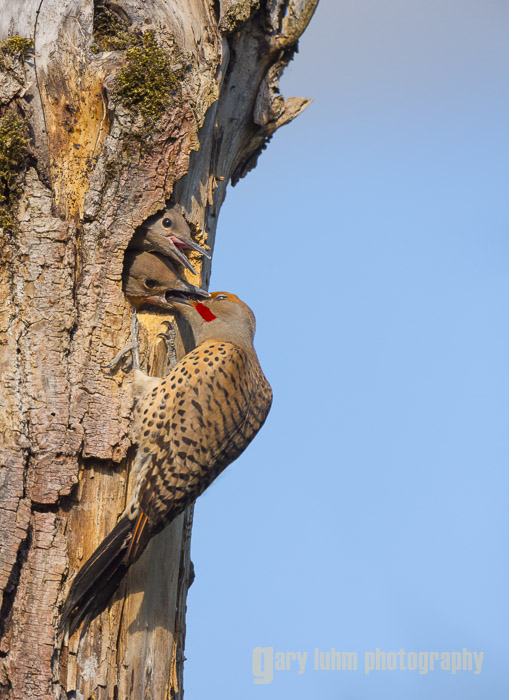 Image 6. Male Flicker at the nesthole, after branch removal and dust spotting using the Lightroom 4 Spot Removal tool (plus prior adjustments).