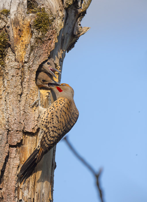 Image 1. Male Flicker at the nesthole, w/image improvement by warming, saturation, shadow detail, blue luminance and crop to 3:4 ratio in Lightroom 4. Note the two dust spots, distrating branch.