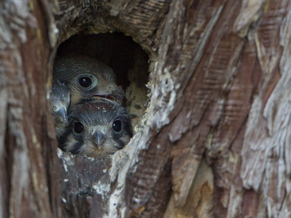 Kestrel chicks in old Flicker nest hole. The chicks were shy with me standing nearby. A wireless remote like the Vello Freewave Plus can solve the problem. Canon 5D III, 500mm f/4 @f/7.1, 1.4x,  1/200sec, iso3200.
