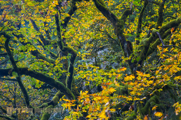 It shouldn't all be about waterfalls. This view looks up at Bigleaf Maple. Backlighting and a polarizing filter enhance a study of color and line. Tanner Creek, Columbia River Gorge, Oregon. Canon 5D III, 24-105mm f/4L @95mm, f/11,   2sec, iso100.