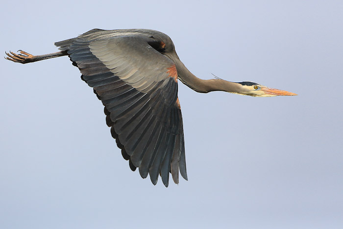 Great Blue Heron. Perfectly clean at ISO 800. Canon 5D III, 500mm f/4L @f/5.6,   1/8000sec, iso800.